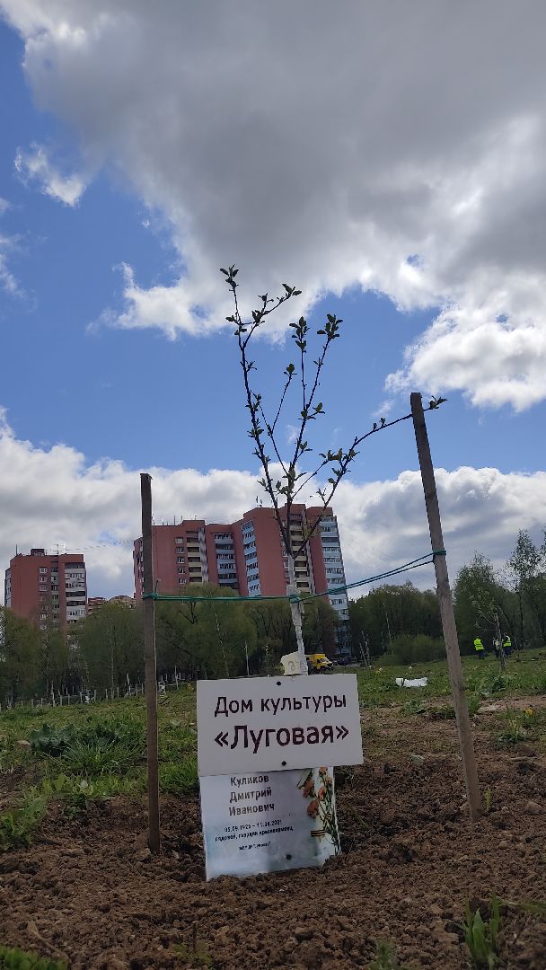 Лобня, дерево, ветеран