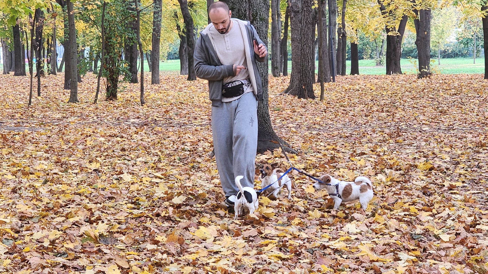 люберцы, чипирование, вакцинация животных,