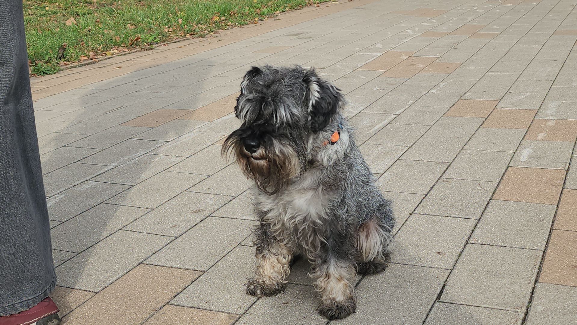 люберцы, чипирование, вакцинация животных,