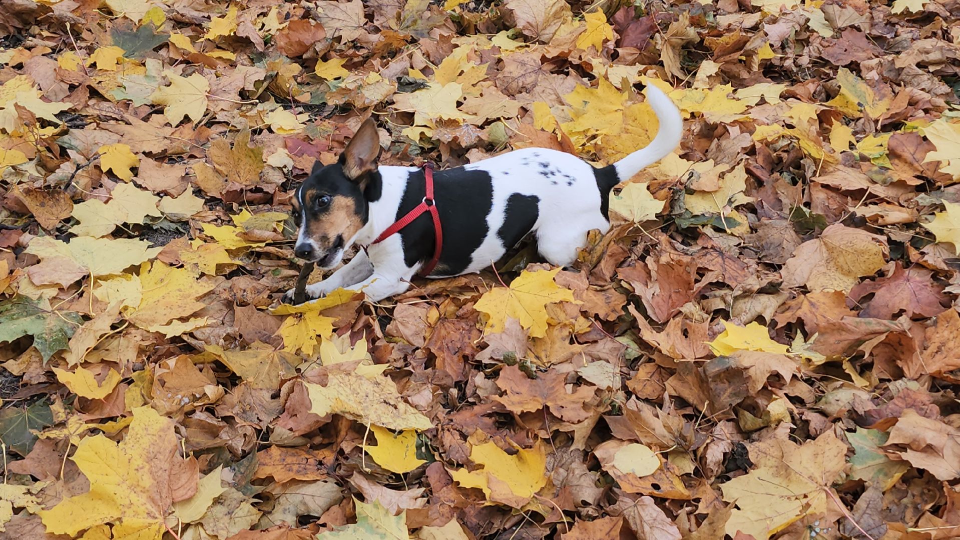 люберцы, чипирование, вакцинация животных,