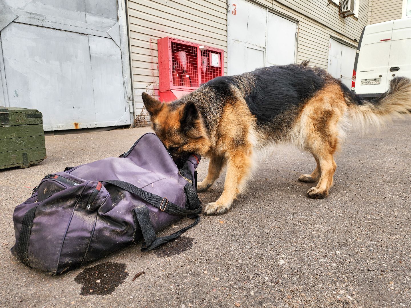 Подольск, Кинолог, Семья, Служебные собаки,День полиции, Служба в полиции,