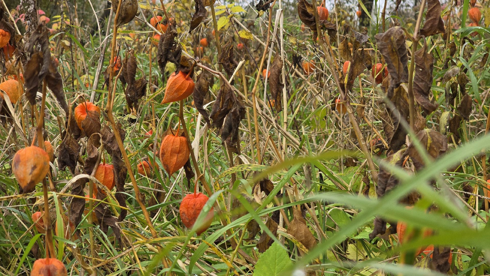 Коломна, Озеры,туризм, усадьба сенницы,