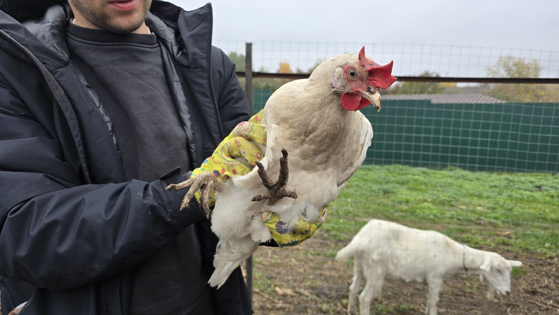 Коломна , фермерское хозяйство,