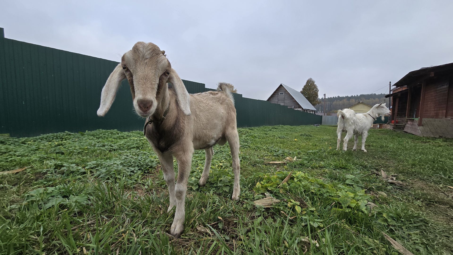 Коломна , фермерское хозяйство,
