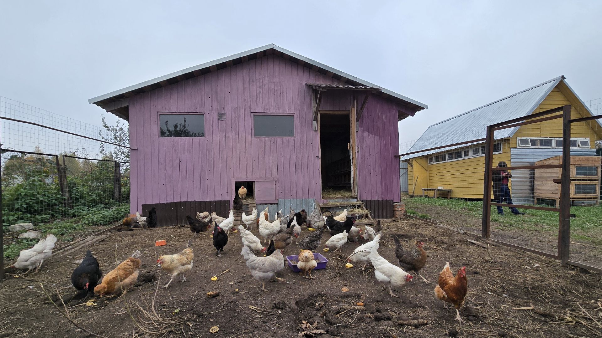 Коломна , фермерское хозяйство,