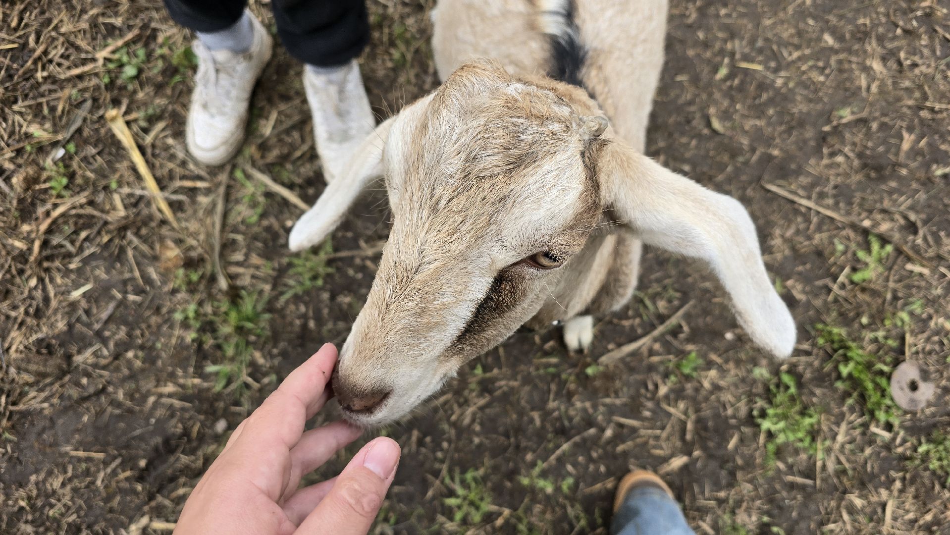 Коломна , фермерское хозяйство,
