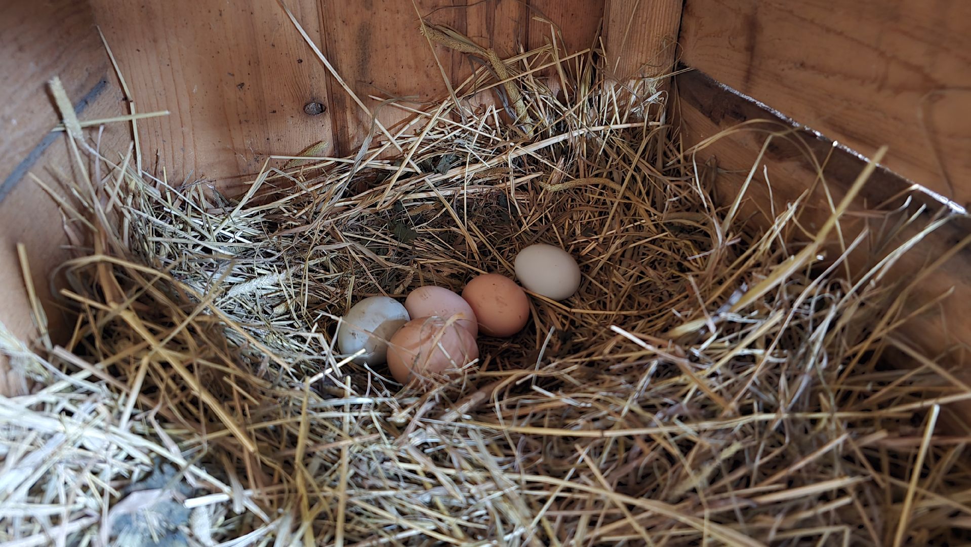 Коломна , фермерское хозяйство,