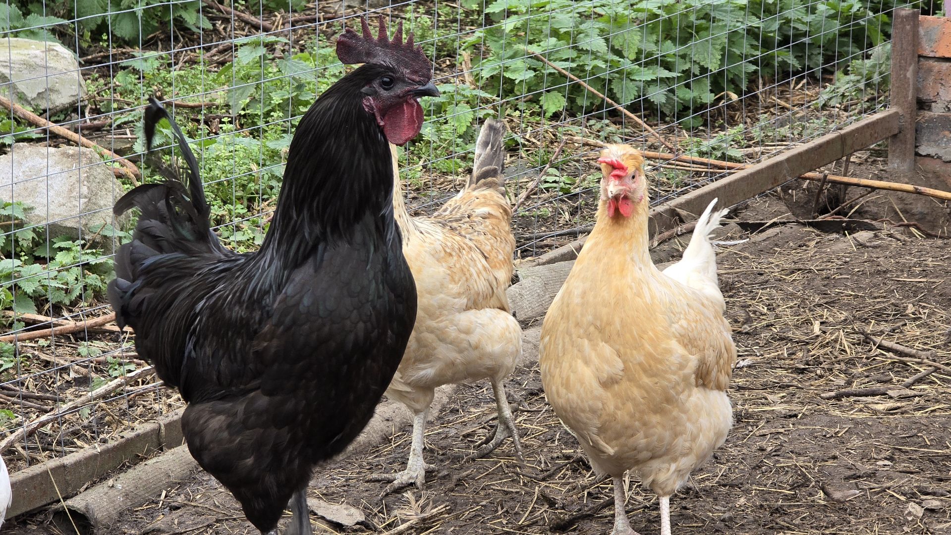 Коломна , фермерское хозяйство,