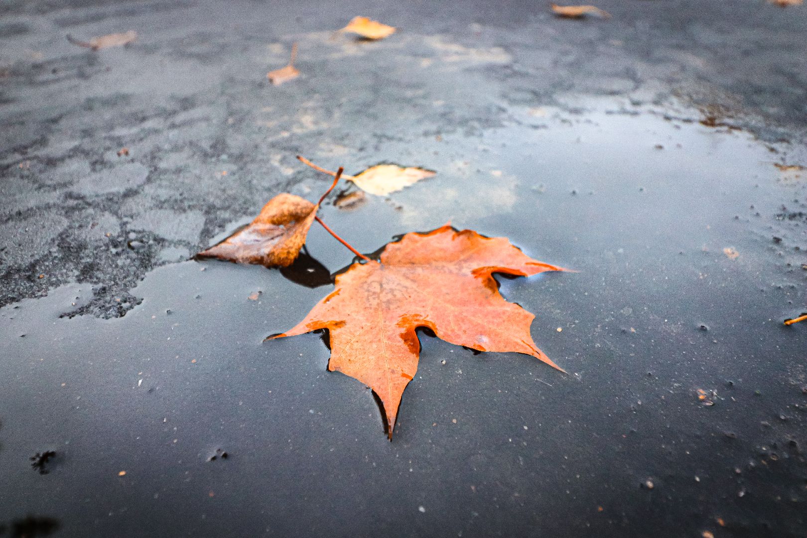 клин, общество, благоустройство, скверы, подмосковье,