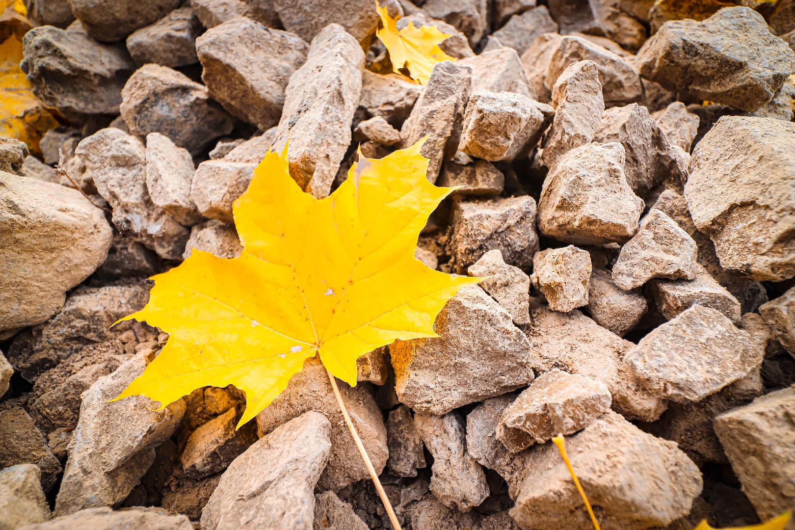 клин, общество, благоустройство, скверы, подмосковье,