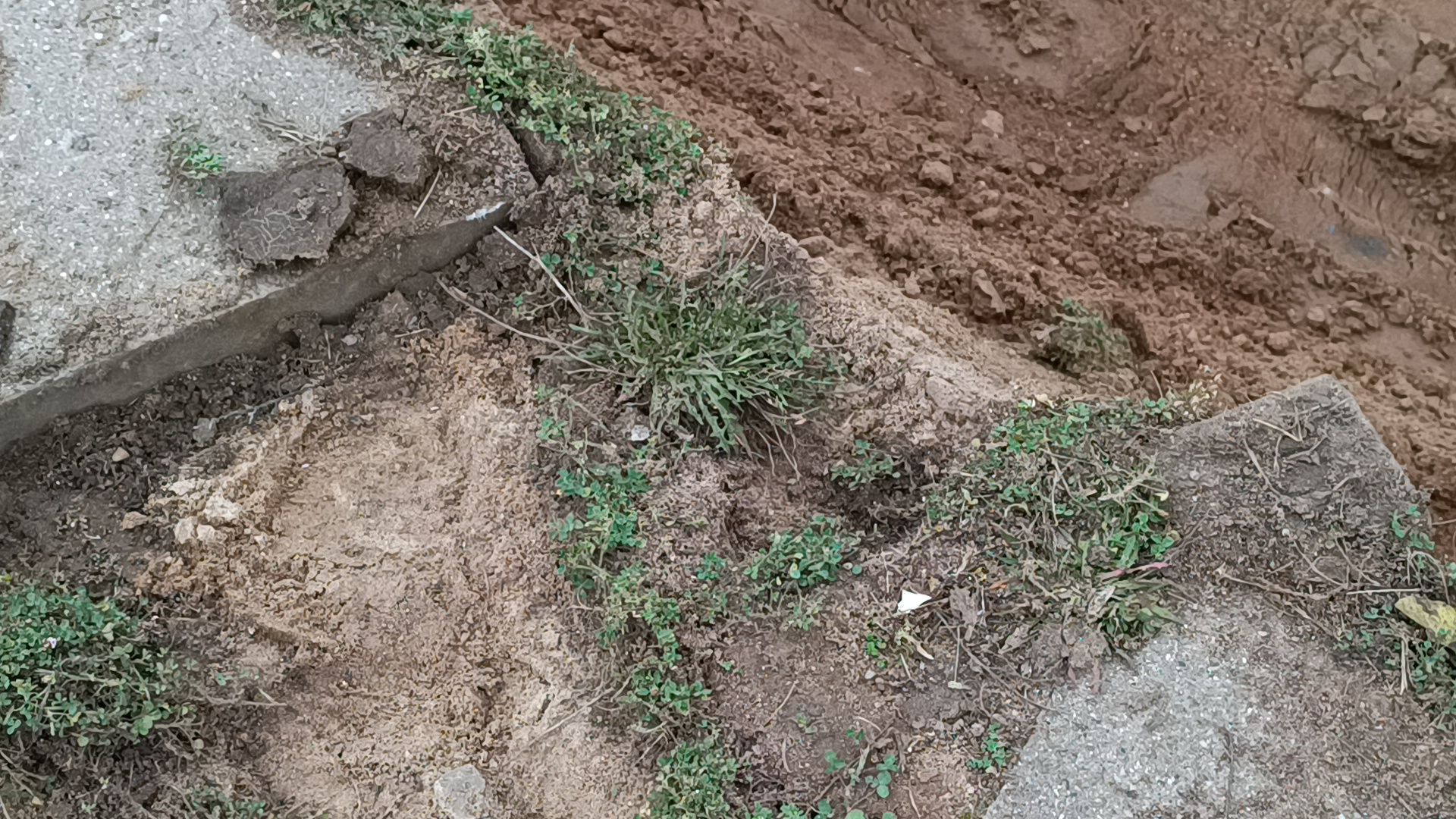 парк, реконструкция , памятник ,