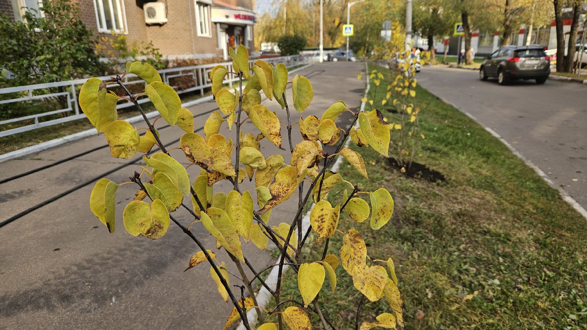 долгопрудный, благоустройство, сирень, акция посади дерево,