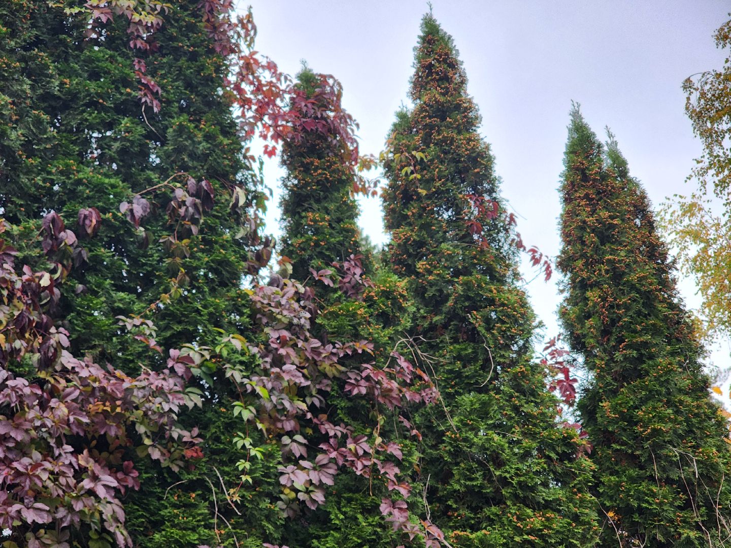 королёв, выездная администрация в королеве, дом культуры юбилейный, диалог с властью,