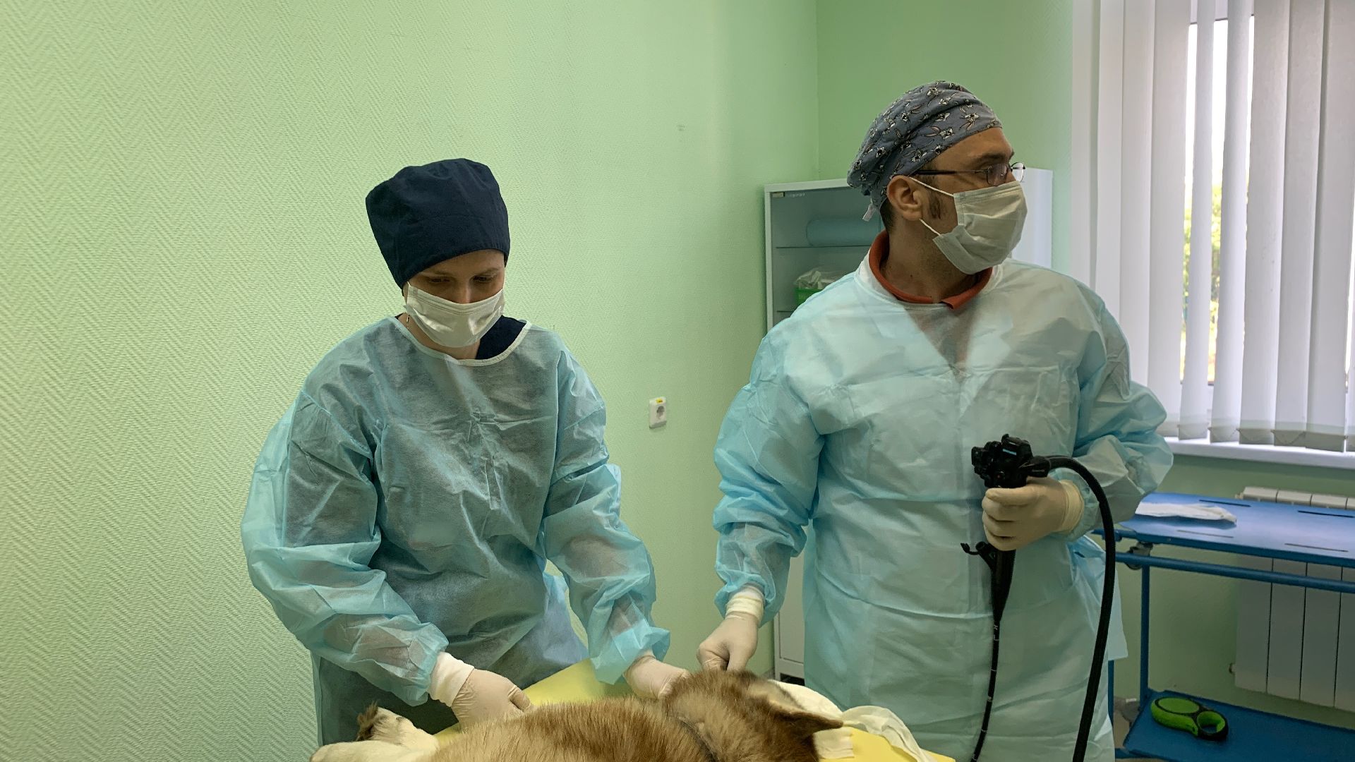 Ступино, медицина, ветеринарная станция