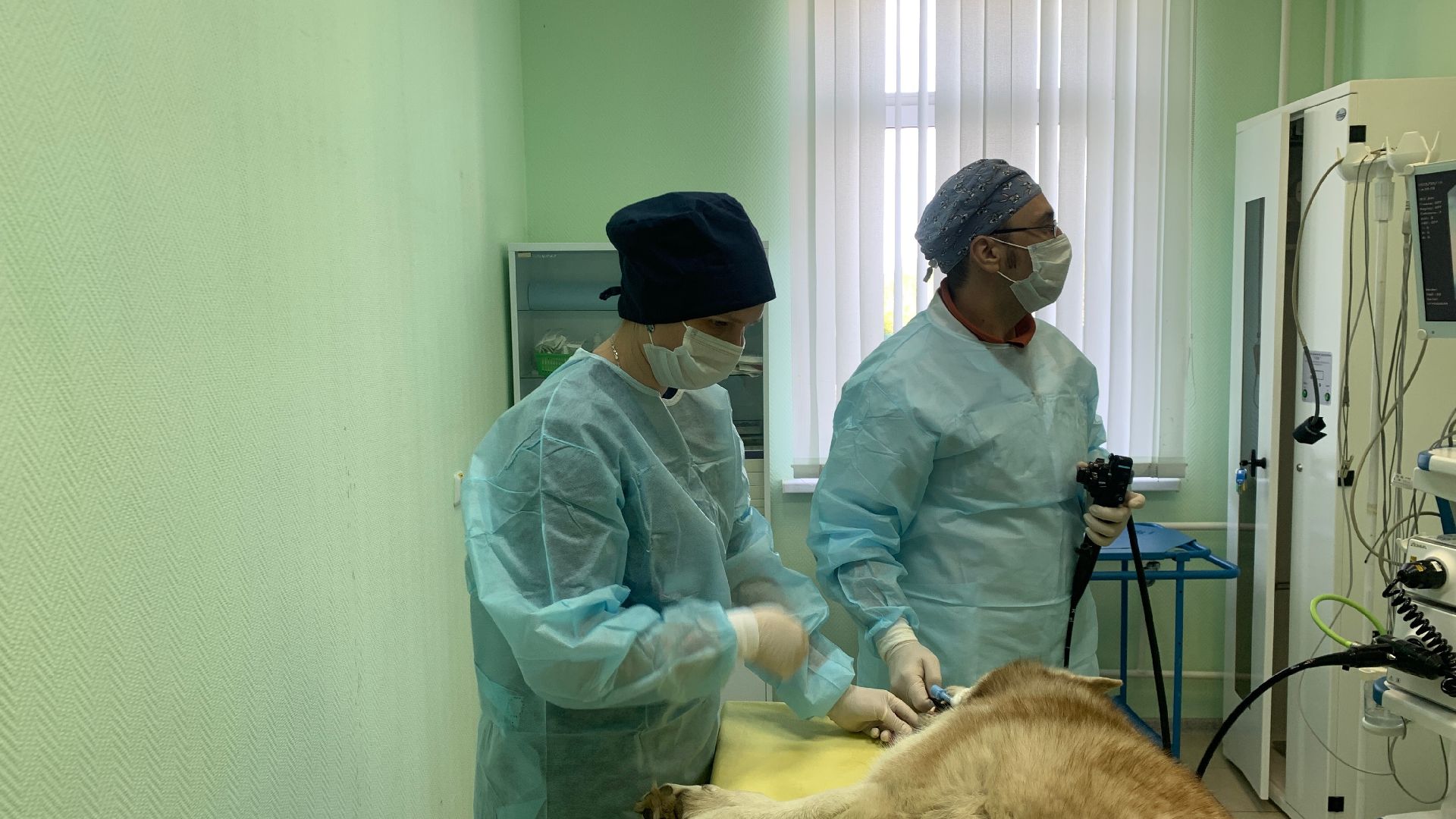 Ступино, медицина, ветеринарная станция