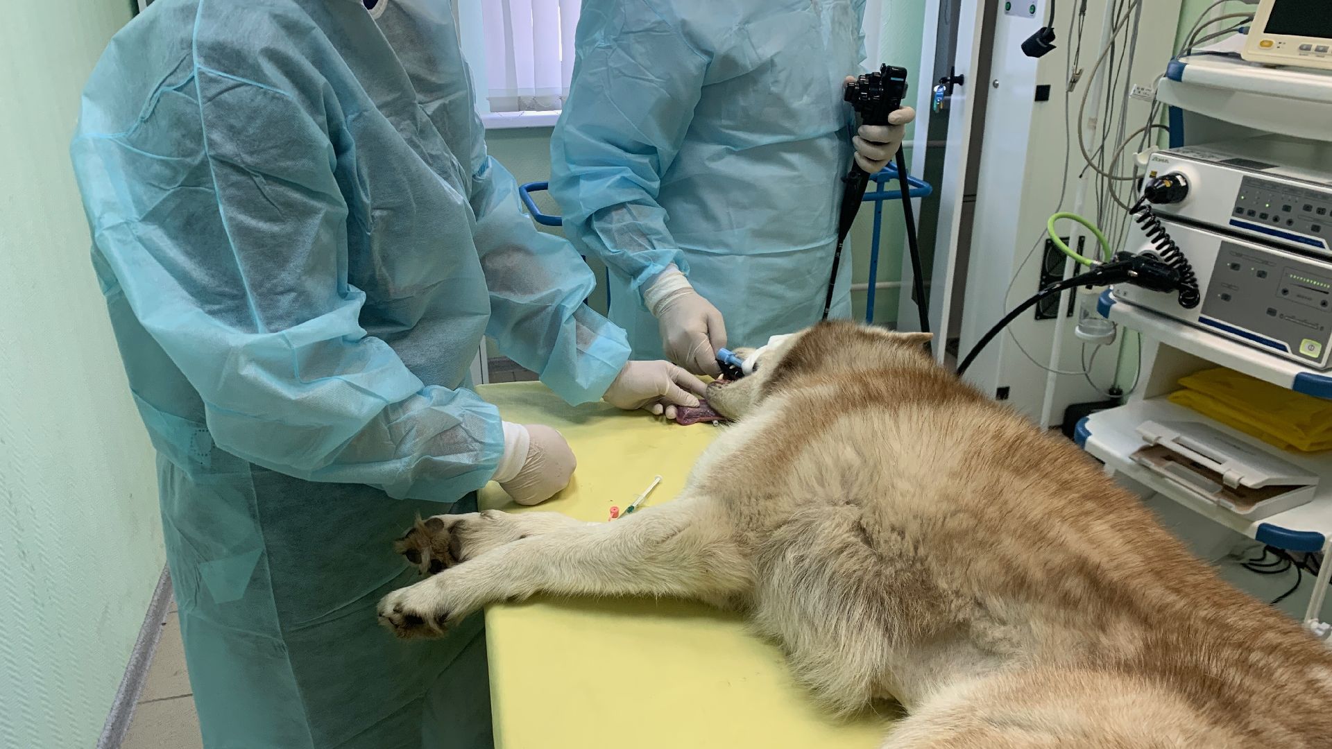 Ступино, медицина, ветеринарная станция