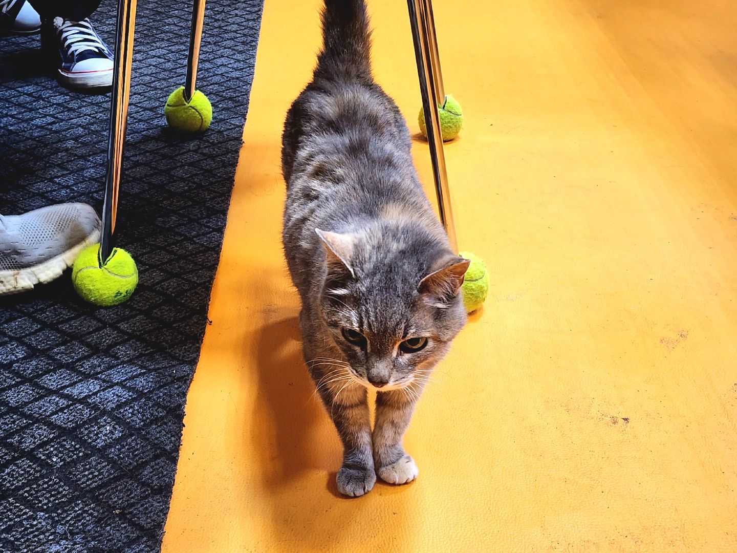 спорт, овз, настольный теннис, риск-м, инвалидность,