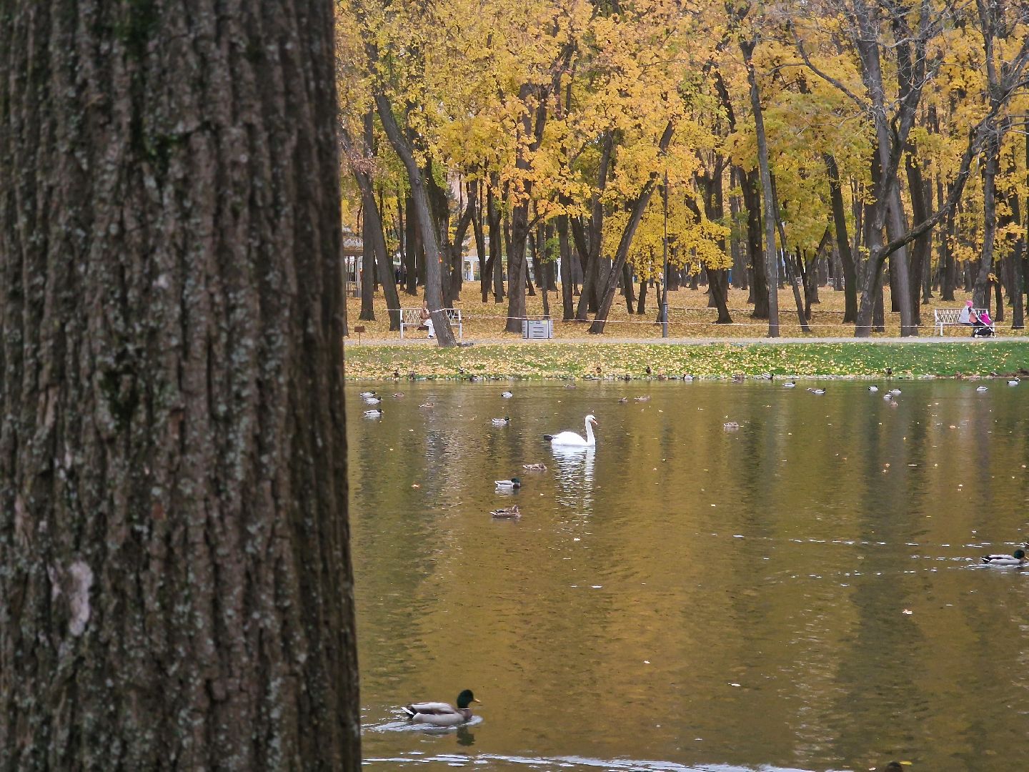 воскресенск, кривякино,