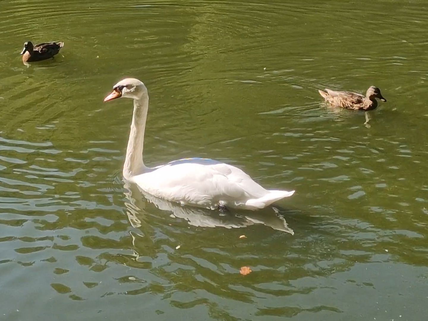 воскресенск, кривякино,