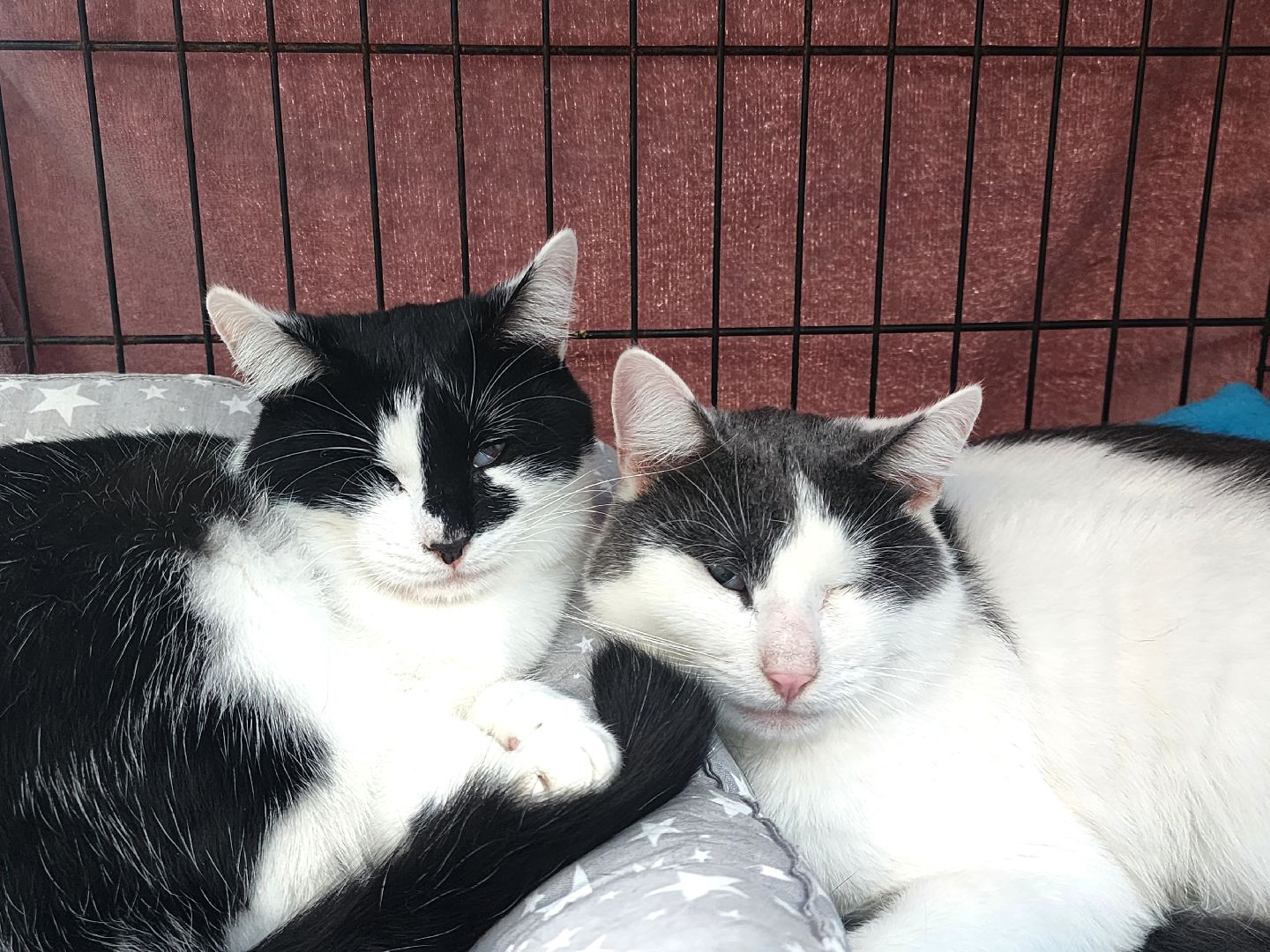 наро-фоминск, наро-фоминский городской округ, приют для животных, благотворительная акция, возьми друга из приюта,