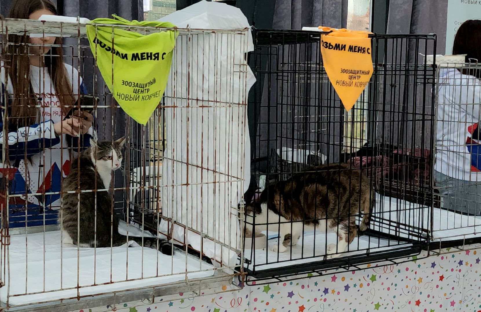 наро-фоминск, наро-фоминский городской округ, приют для животных, благотворительная акция, возьми друга из приюта,