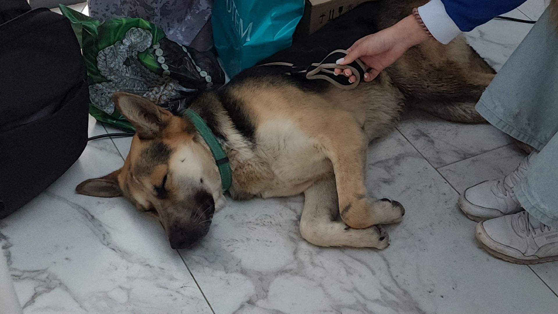 наро-фоминск, наро-фоминский городской округ, приют для животных, благотворительная акция, возьми друга из приюта,