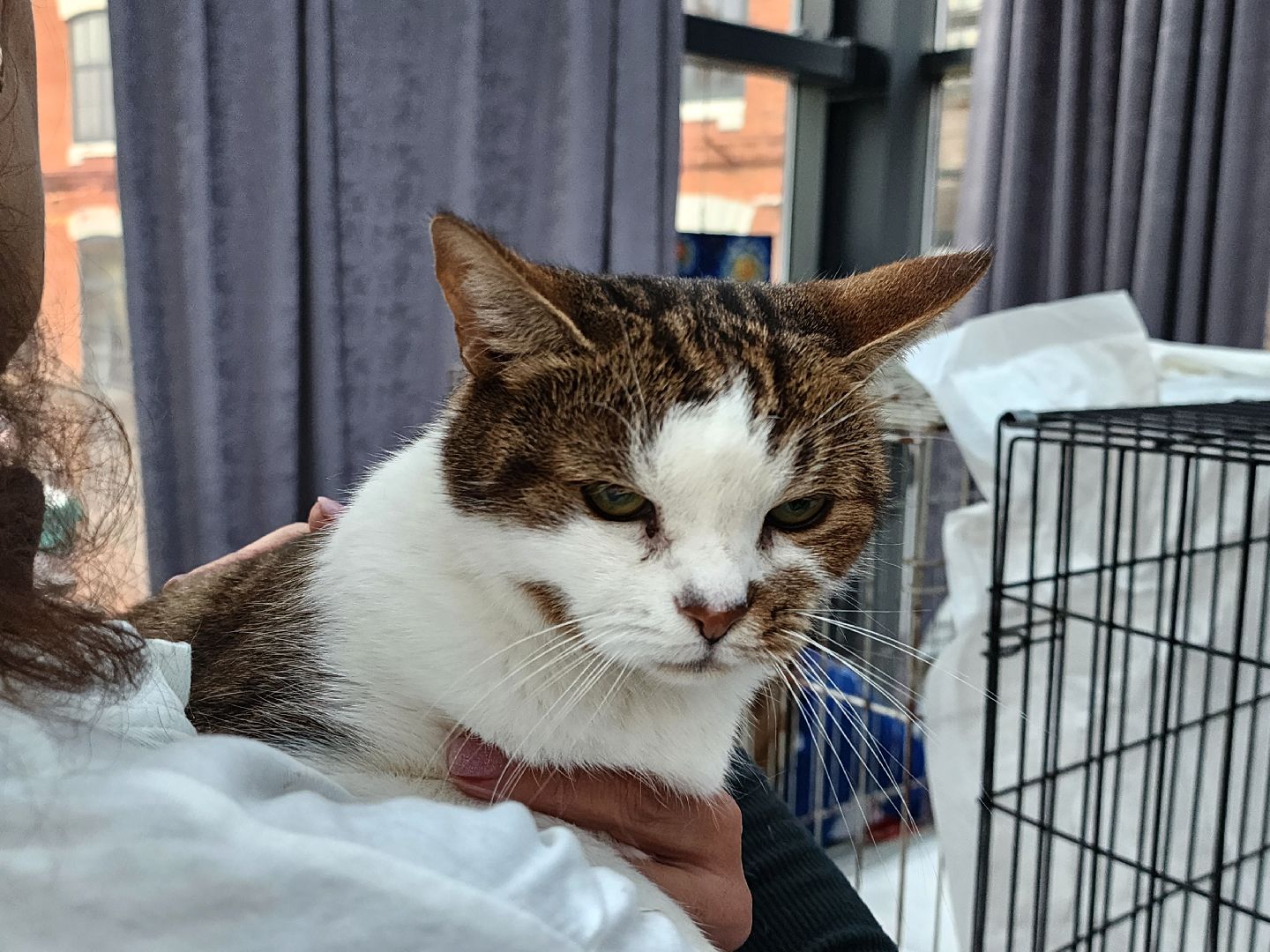 наро-фоминск, наро-фоминский городской округ, приют для животных, благотворительная акция, возьми друга из приюта,