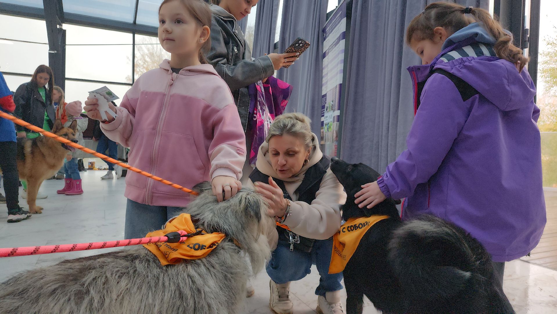 наро-фоминск, наро-фоминский городской округ, приют для животных, благотворительная акция, возьми друга из приюта,