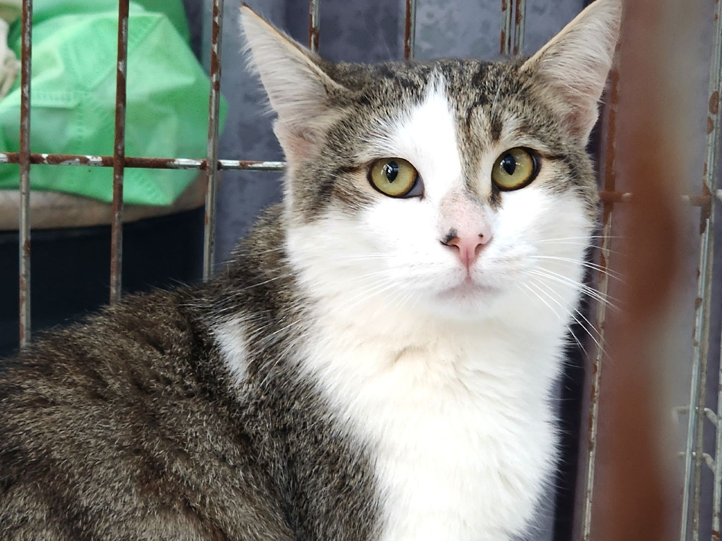 наро-фоминск, наро-фоминский городской округ, приют для животных, благотворительная акция, возьми друга из приюта,