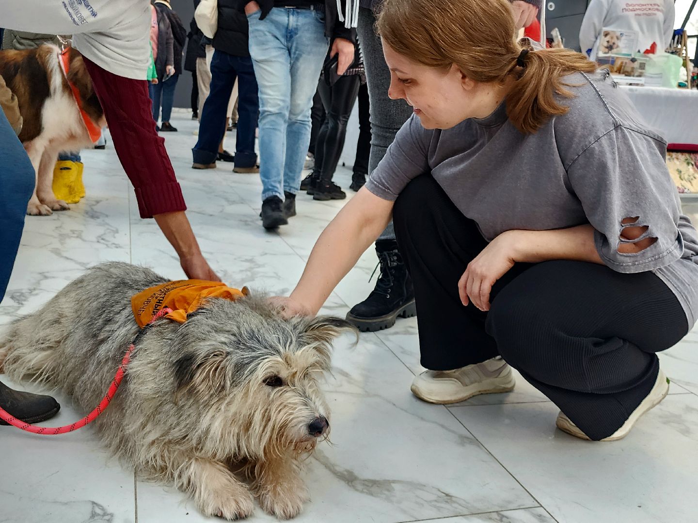 наро-фоминск, наро-фоминский городской округ, приют для животных, благотворительная акция, возьми друга из приюта,
