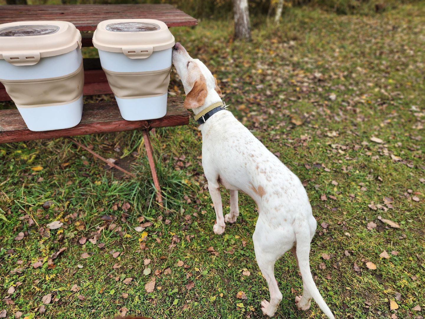 сергиев посад, из первых лап, волонтеры,передача корма, корм для кошек, корм для собак,лекарства для животных, кошкин дом, филя, приют для бездомных животных,