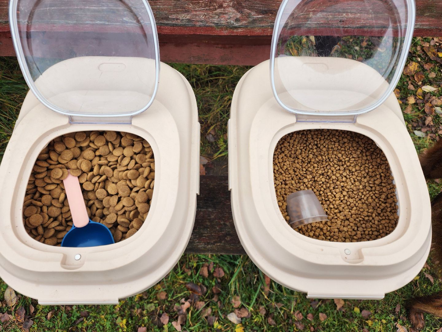 сергиев посад, из первых лап, волонтеры,передача корма, корм для кошек, корм для собак,лекарства для животных, кошкин дом, филя, приют для бездомных животных,