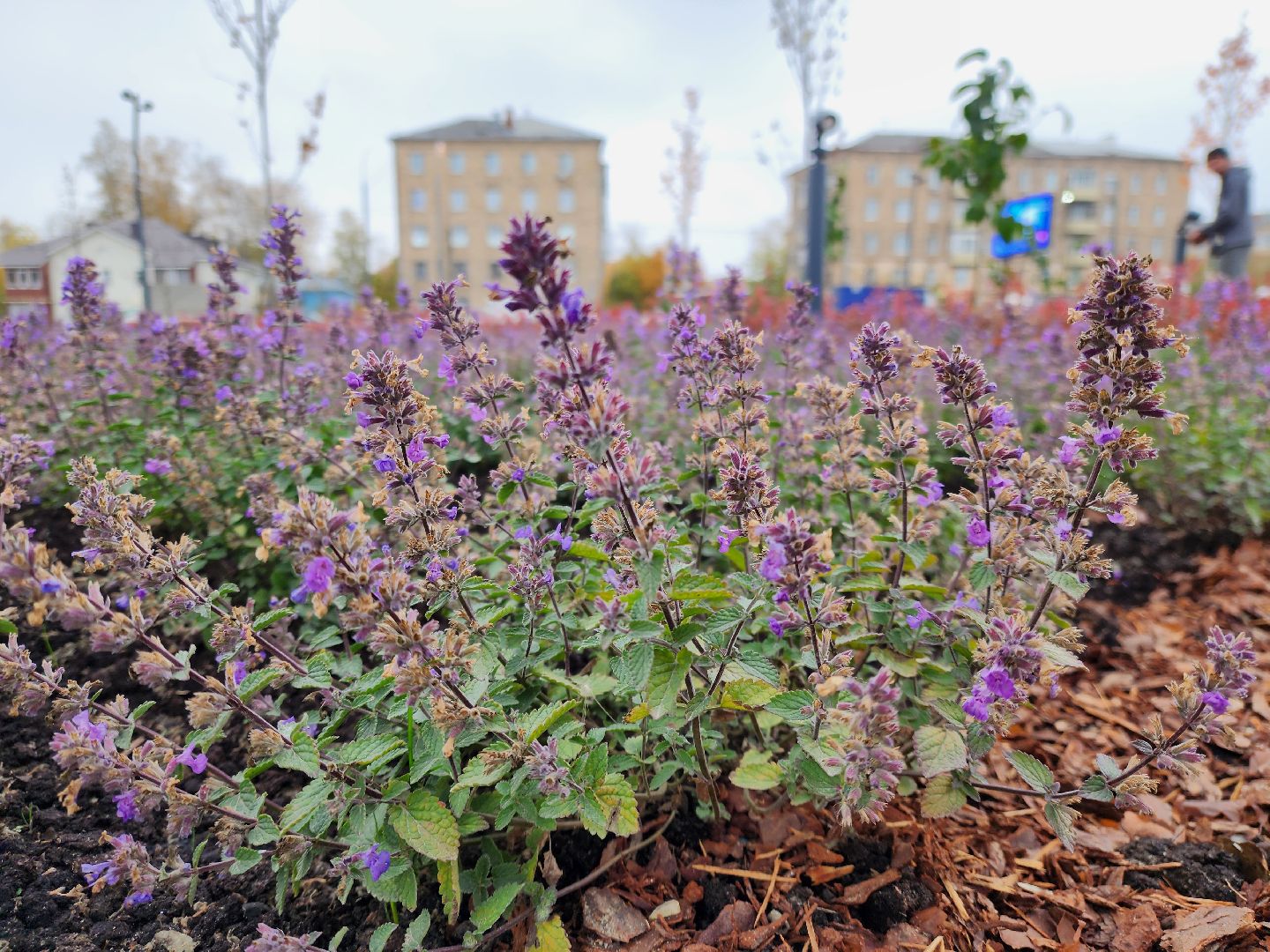 электросталь, сквер, жители, благоустройство, памятник, ремонт,
