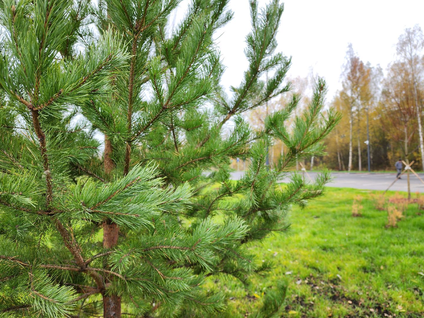 электросталь, сквер, жители, благоустройство, памятник, ремонт,