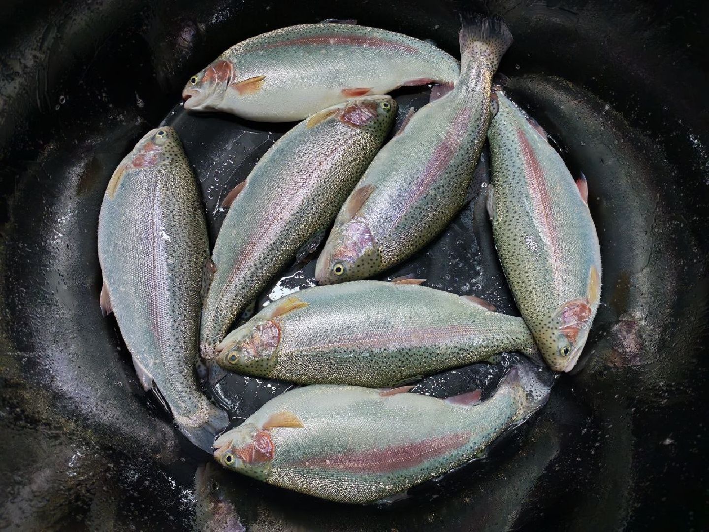 шатура, шатура экономика, шатура сельское хозяйство, форель,