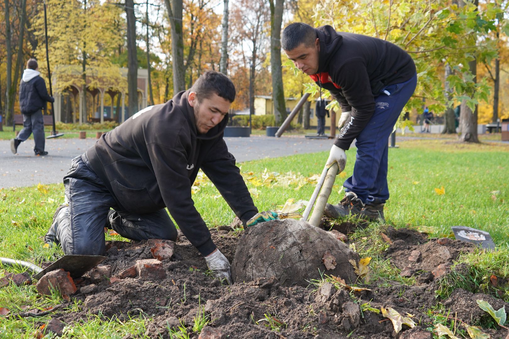 парк Островского, новые деревья, высадка деревьев, остролистные клены,