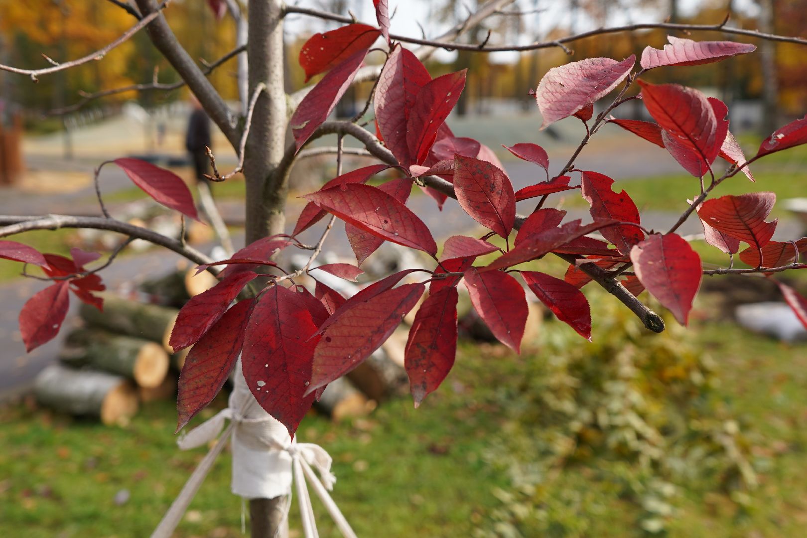 парк Островского, новые деревья, высадка деревьев, остролистные клены,