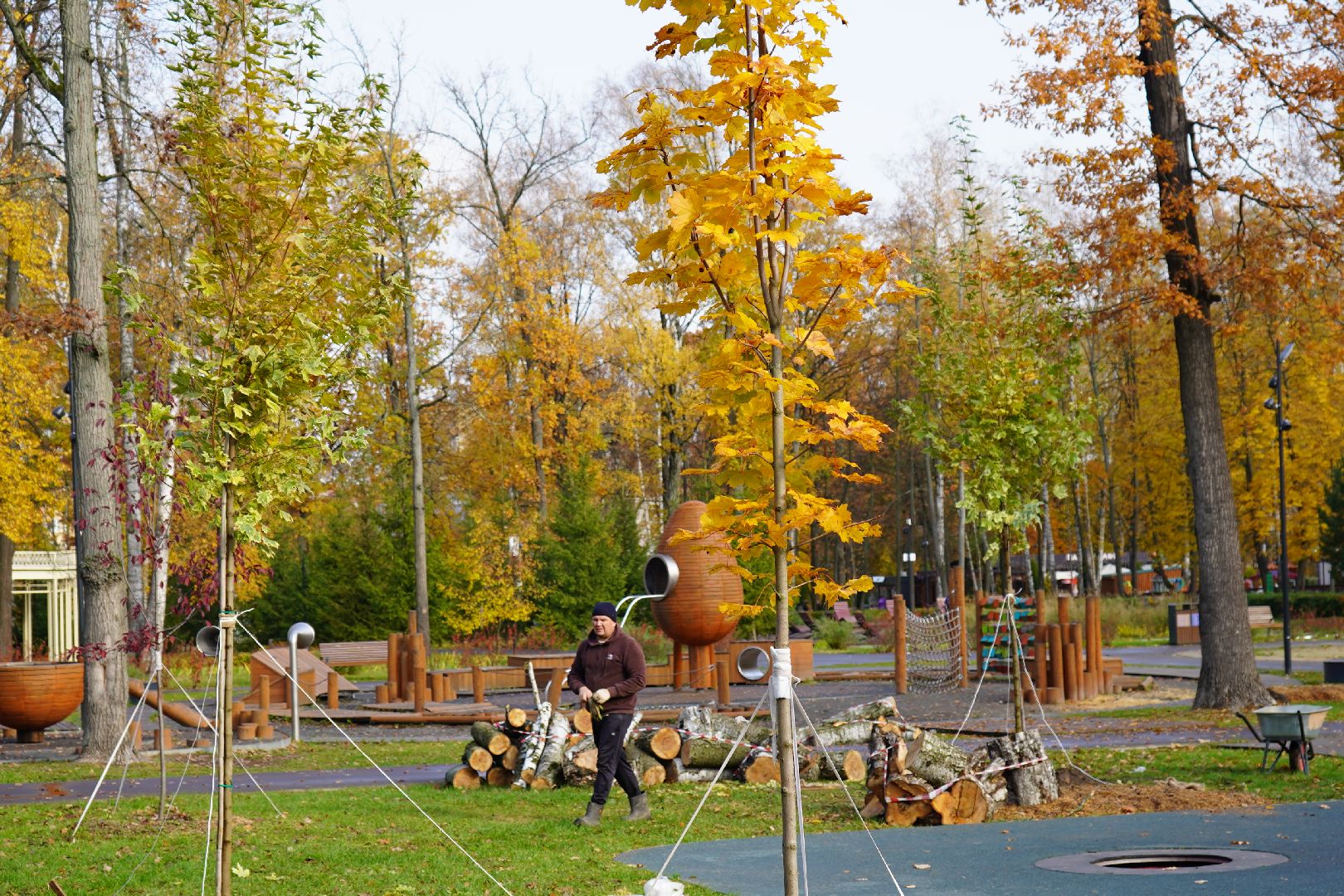 парк Островского, новые деревья, высадка деревьев, остролистные клены,