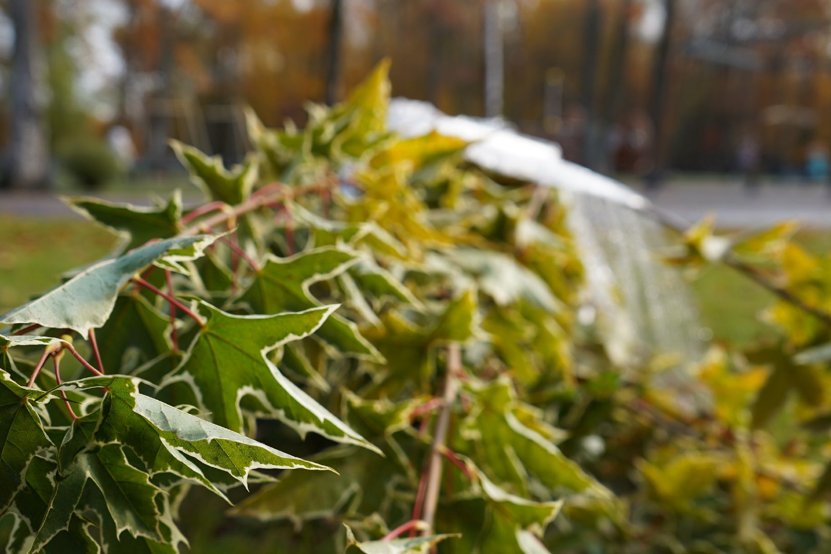 парк Островского, новые деревья, высадка деревьев, остролистные клены,
