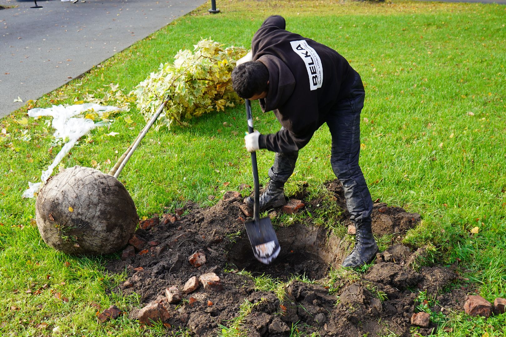 парк Островского, новые деревья, высадка деревьев, остролистные клены,