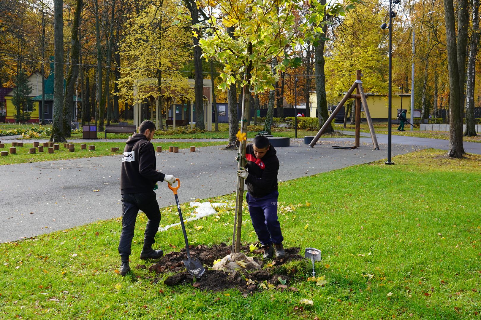 парк Островского, новые деревья, высадка деревьев, остролистные клены,