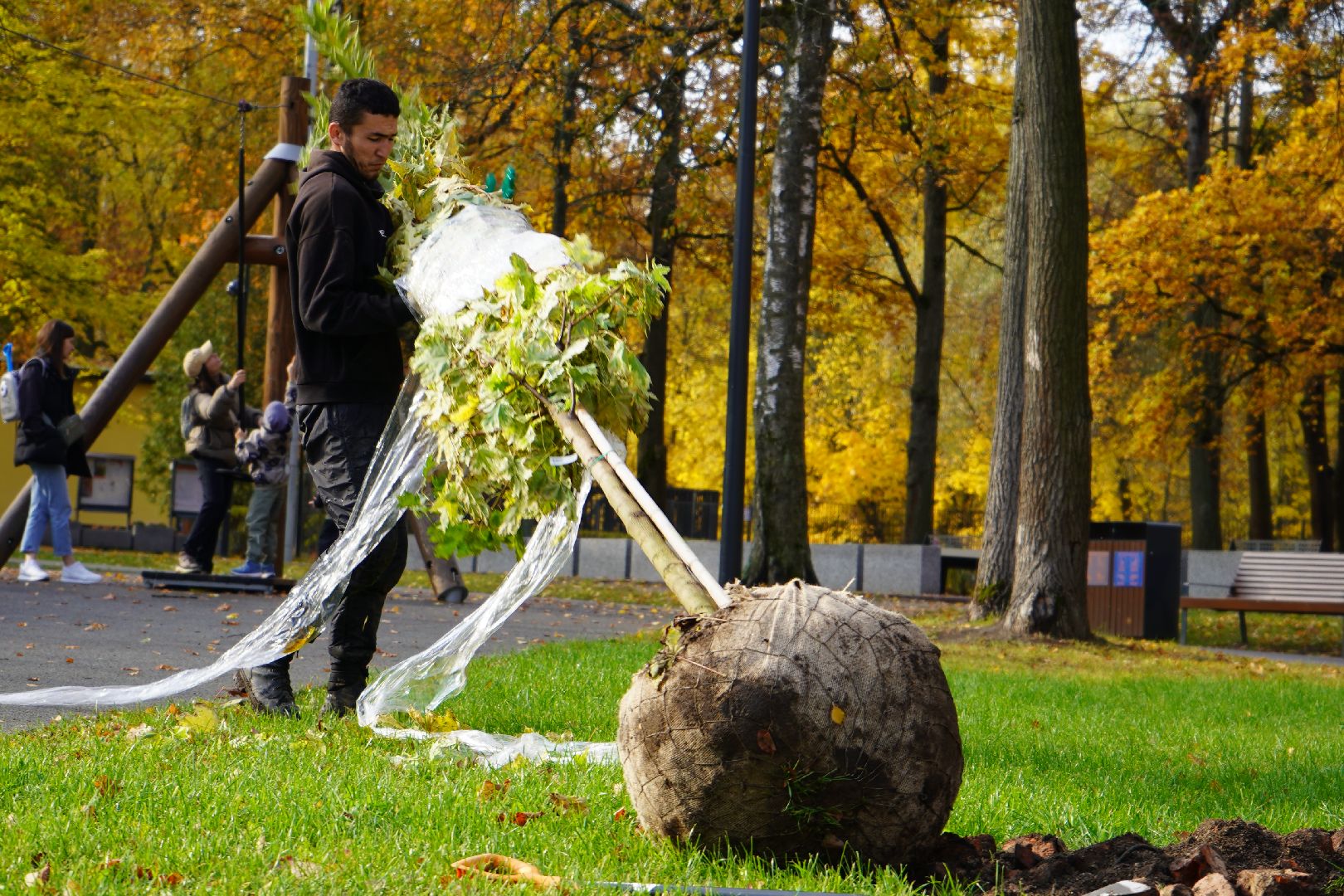 парк Островского, новые деревья, высадка деревьев, остролистные клены,