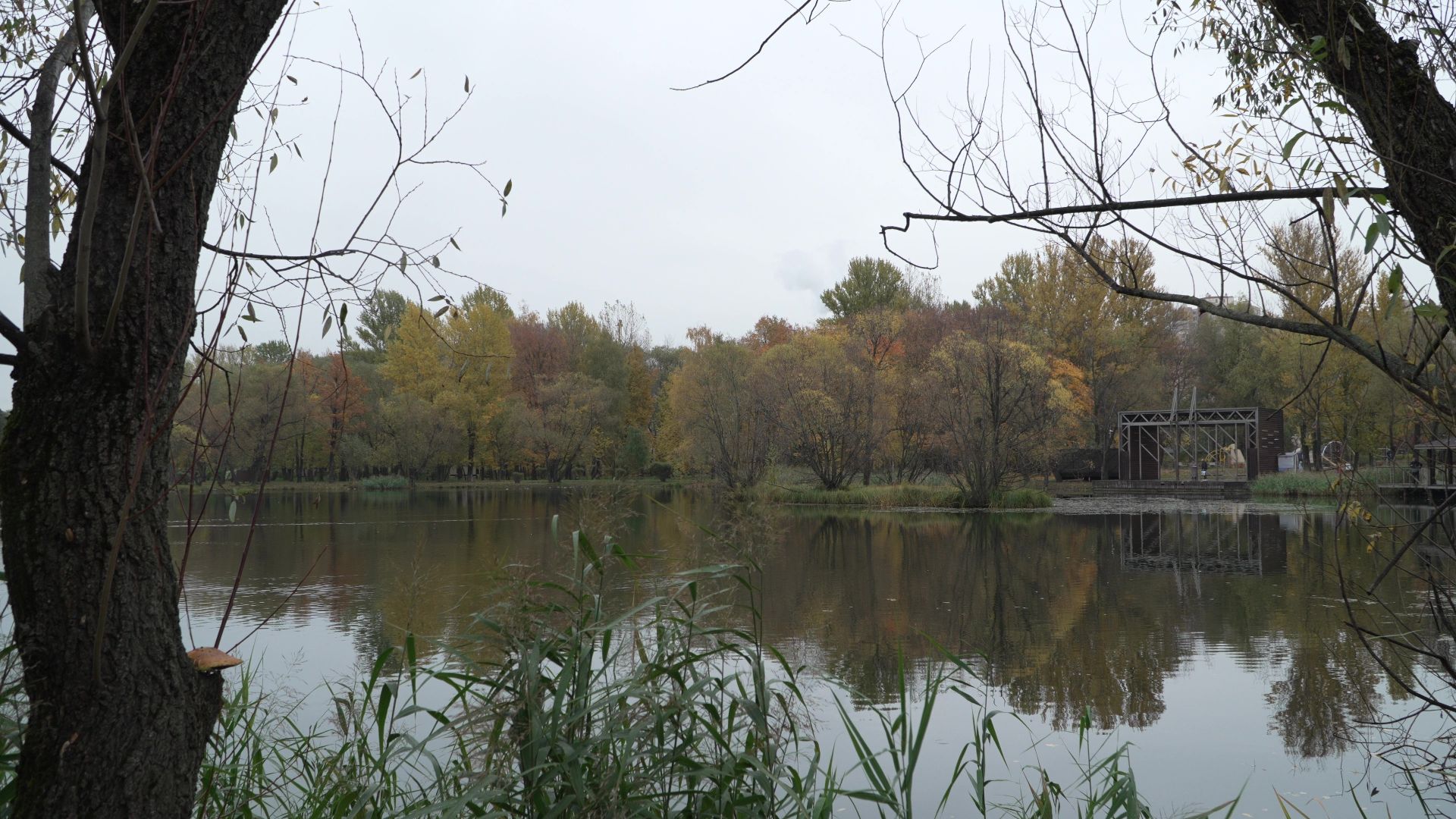 Реутов, рисунки,деревья, натуральные холсты,