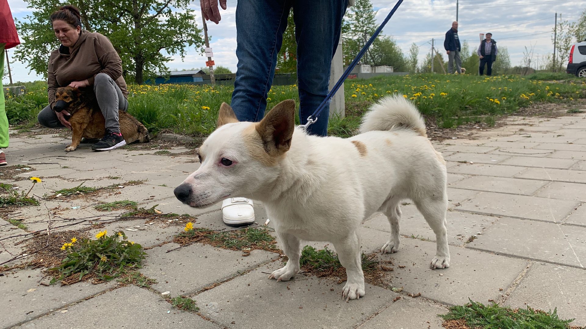 Ступино, медицина, бешенство