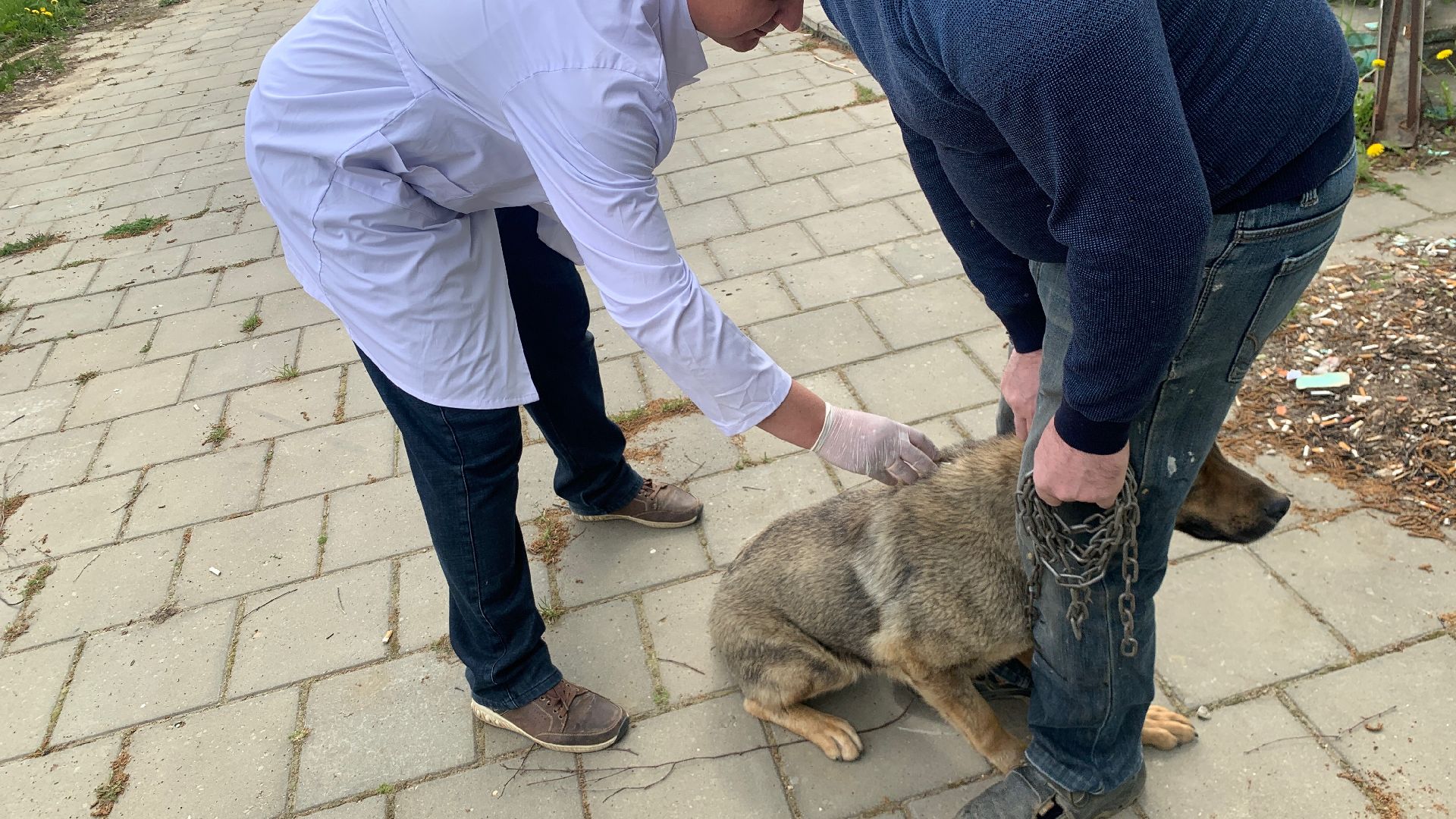 Ступино, медицина, бешенство