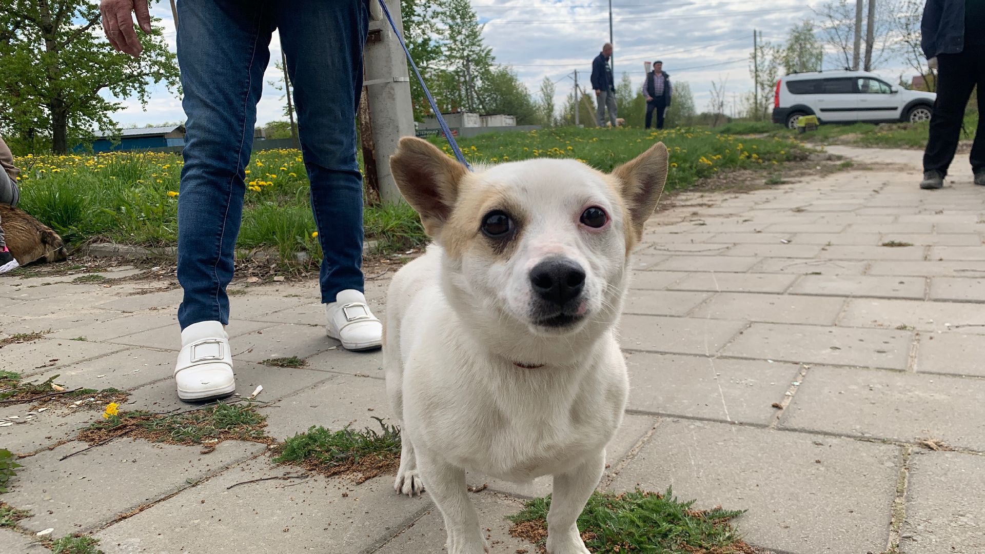 Ступино, медицина, бешенство