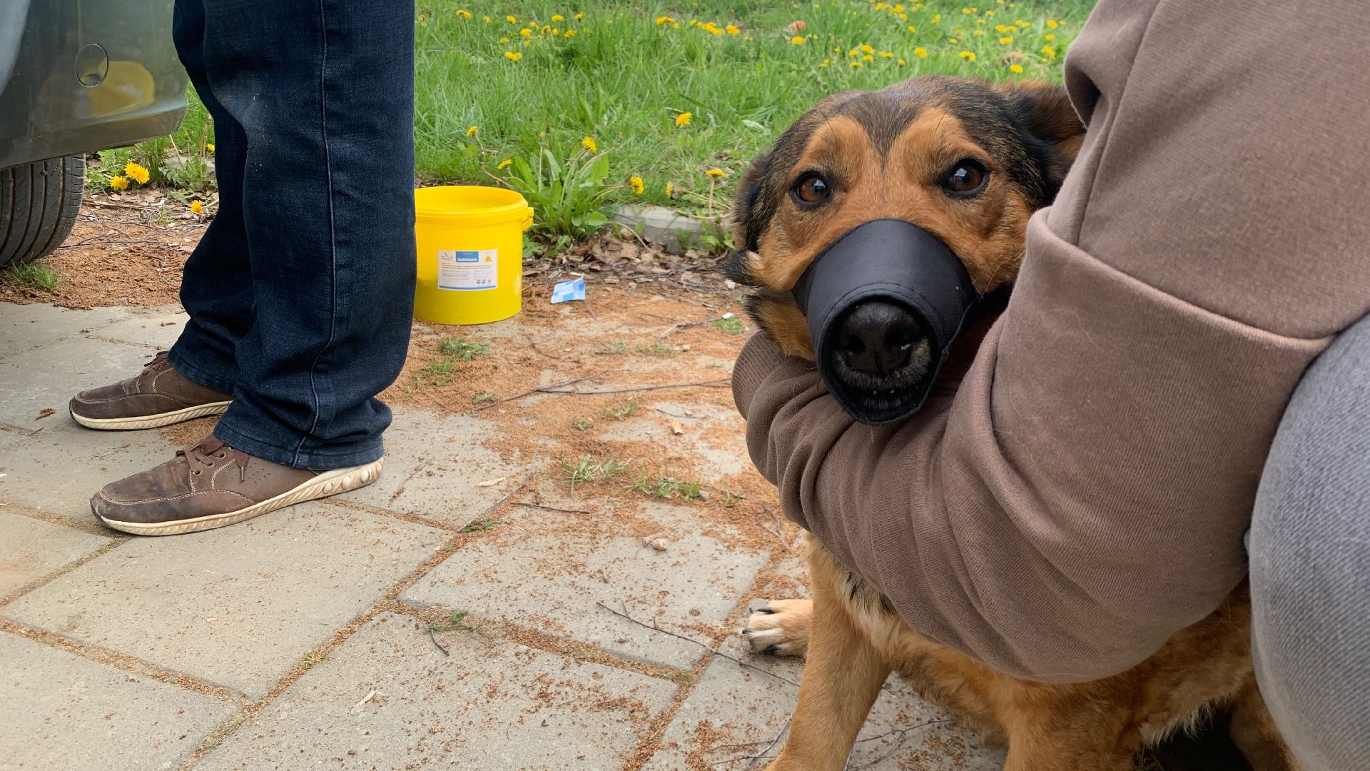 Ступино, медицина, бешенство