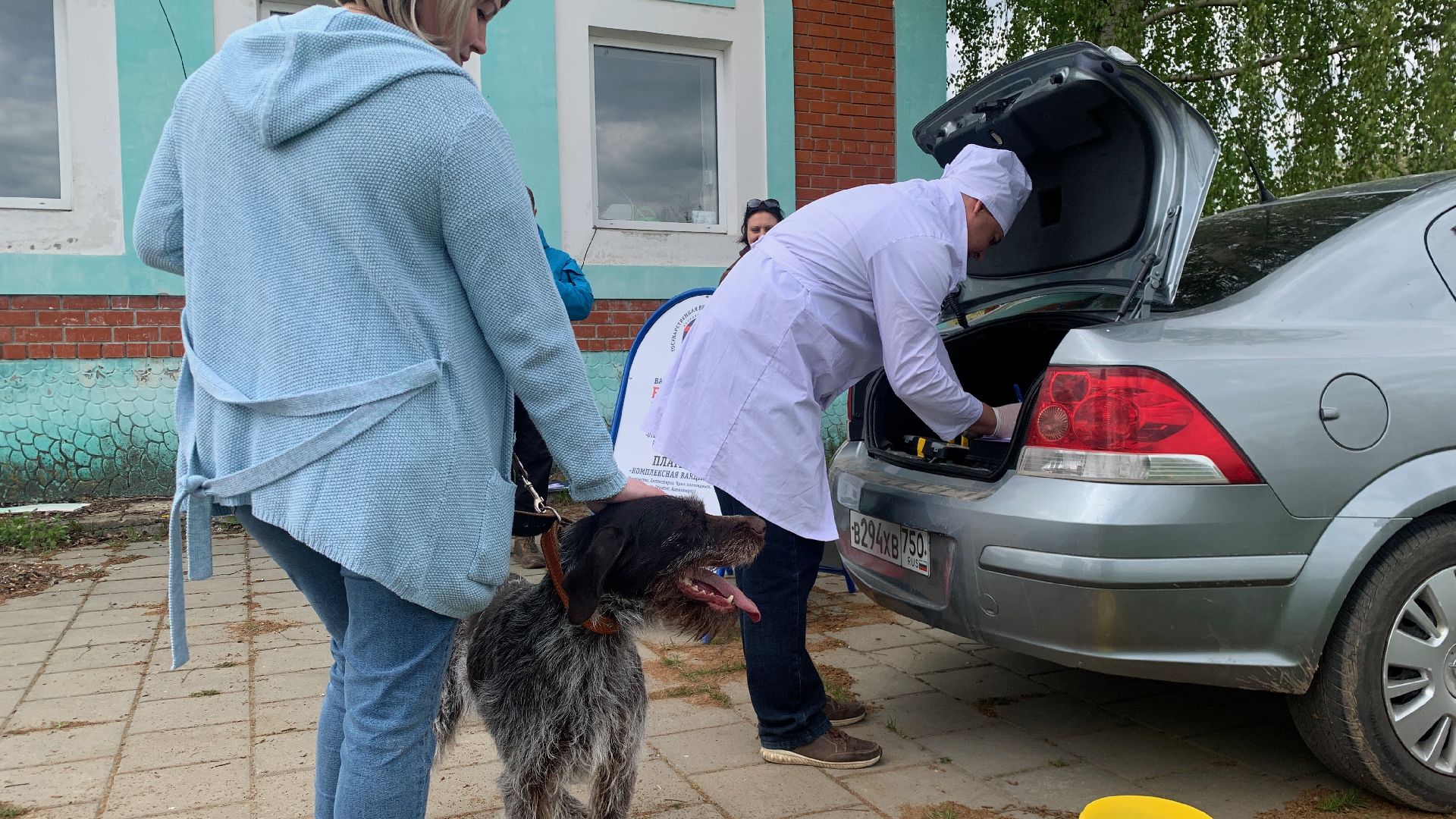 Ступино, медицина, бешенство