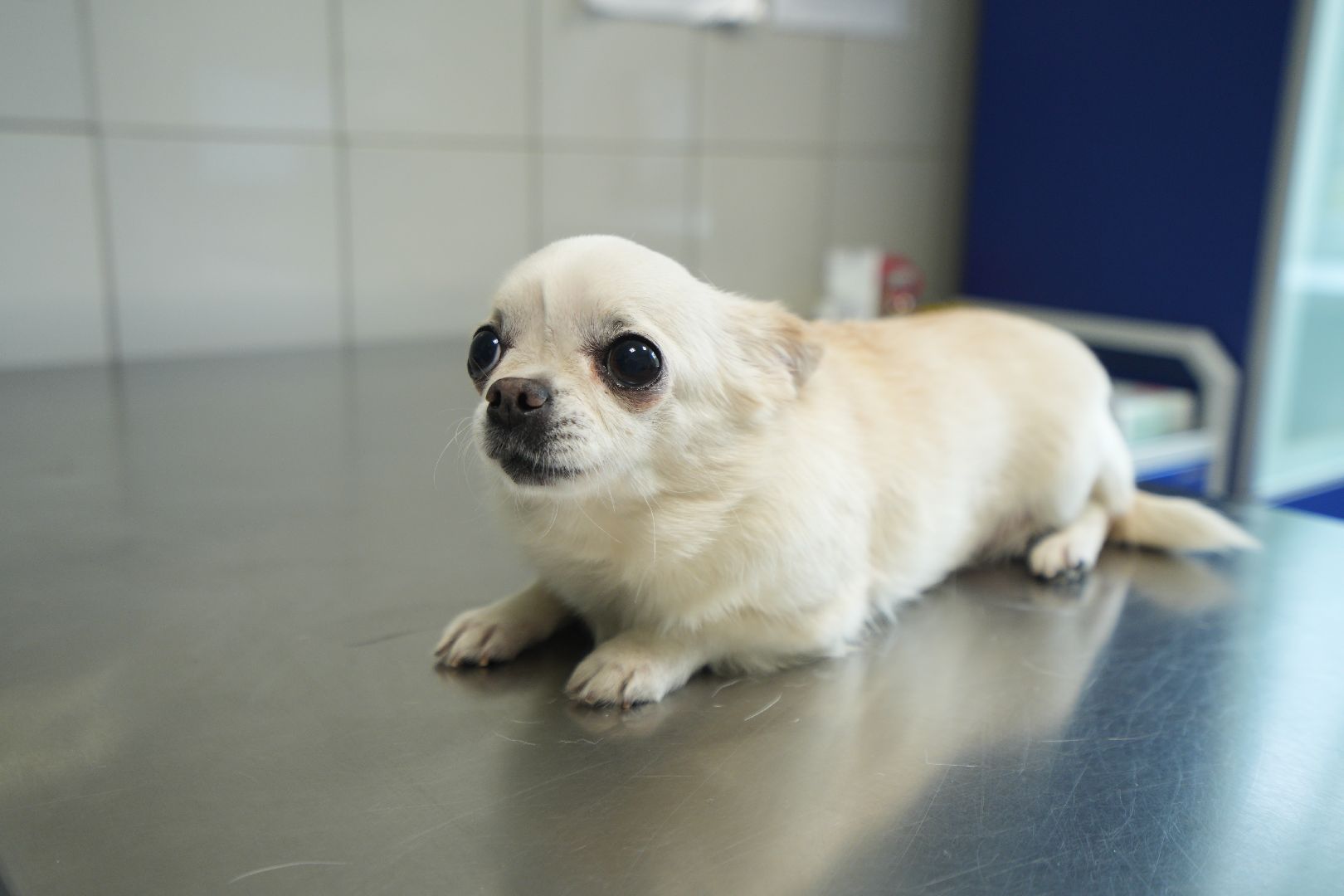 Вакцинация от бешенства, ветеринария, Домодедово