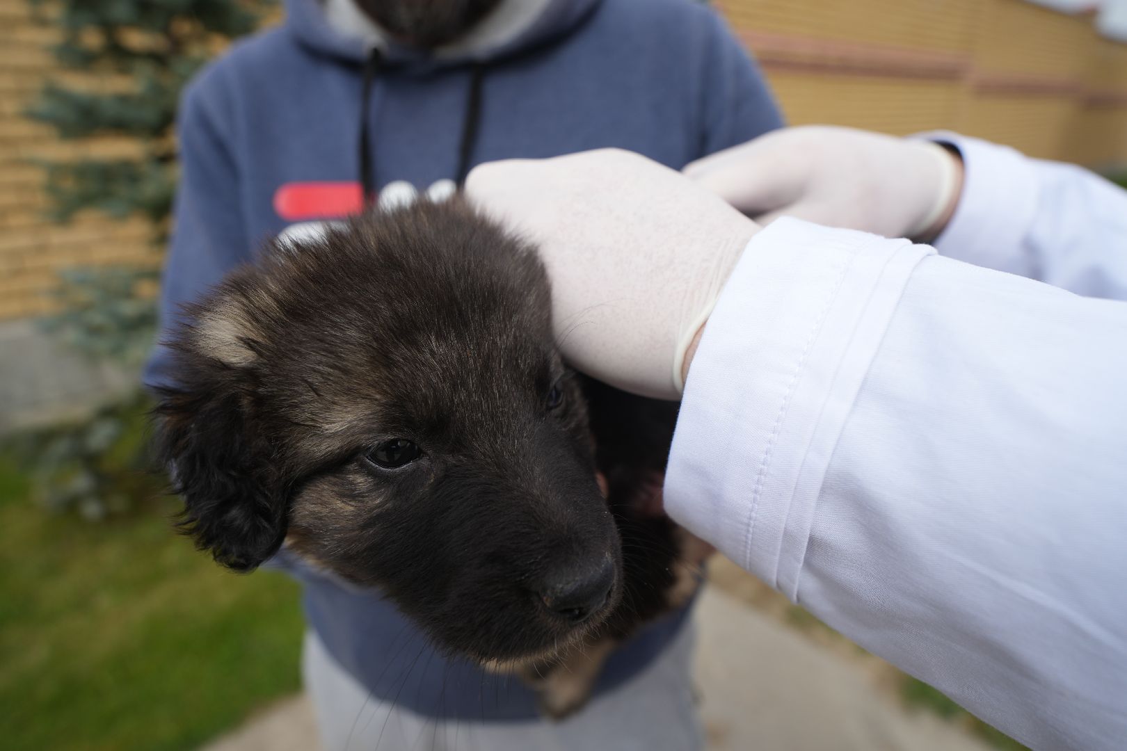 Вакцинация от бешенства, ветеринария, Домодедово